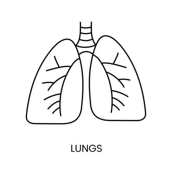 Ligne Icône Des Poumons Humains Dans Vecteur Une Illustration Organe — Image vectorielle