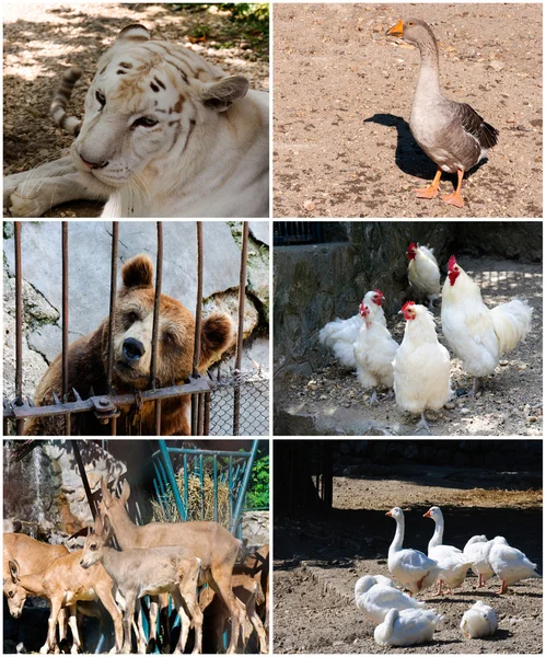 Colagem de animais — Fotografia de Stock