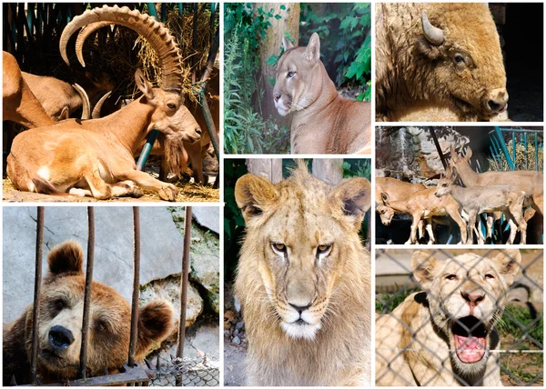 Animales salvajes —  Fotos de Stock