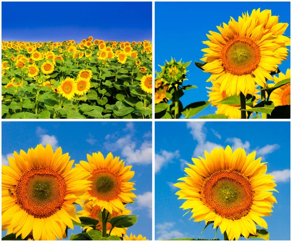 Sonnenblumen — Stockfoto