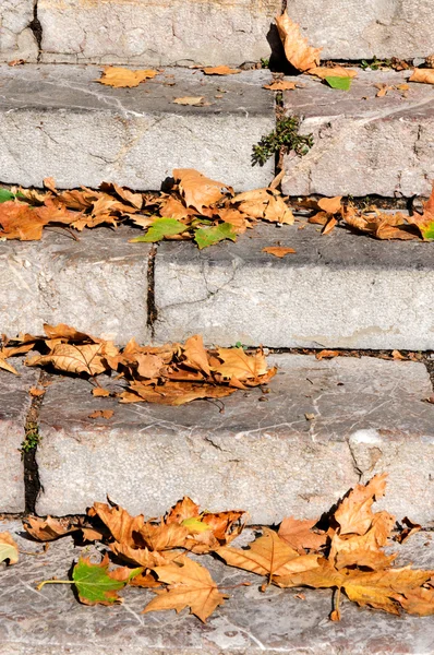 葉と階段 — ストック写真