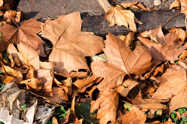 死んだ葉します。 — ストック写真