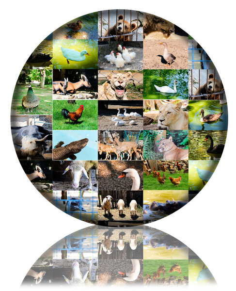 Мир животных
