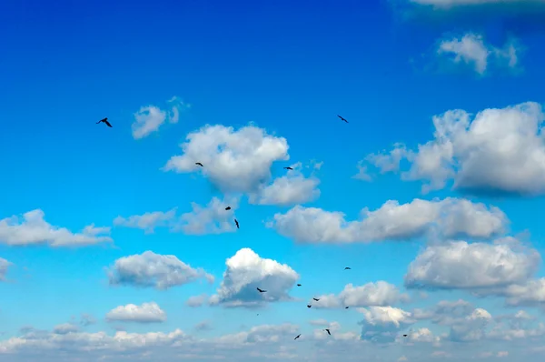 Birds and clouds — Stock Photo, Image