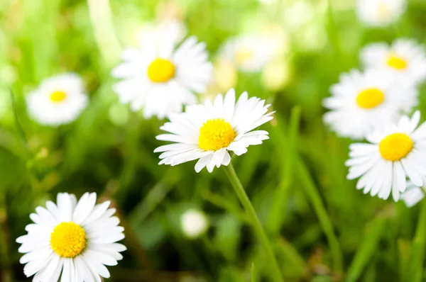 Kamillenblüte — Stockfoto