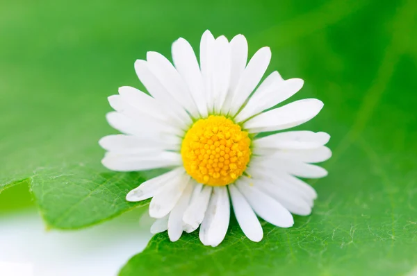 Daisy flower — Stockfoto