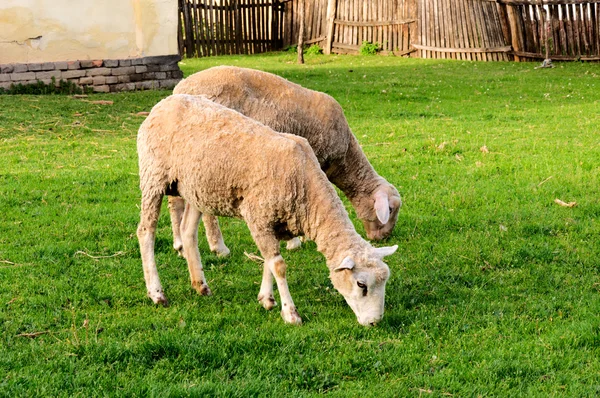 Kilka owiec — Zdjęcie stockowe
