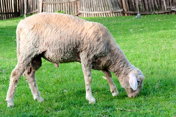 1 つの羊 — ストック写真