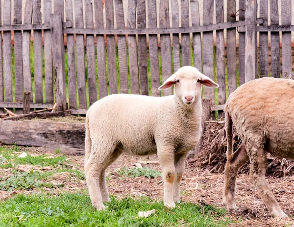 Lamb — Stock Photo, Image