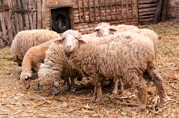 Oglądaj owiec — Zdjęcie stockowe