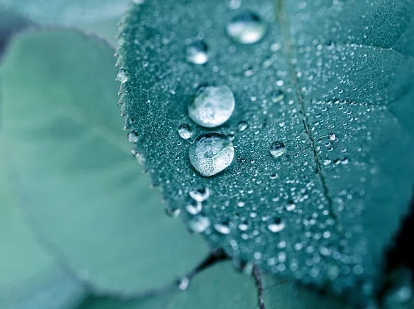 Капли воды — стоковое фото