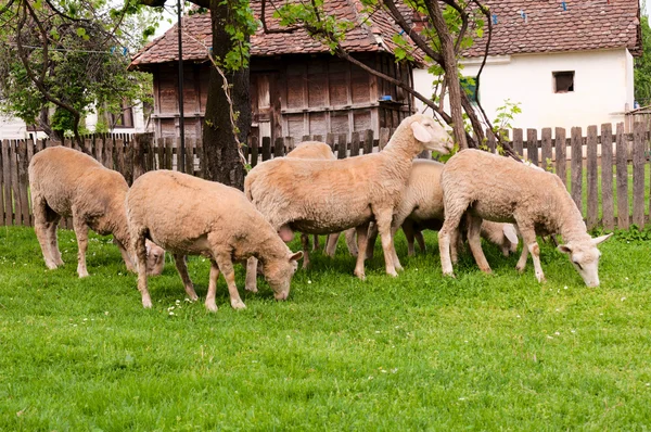 Groep van sheeps — Stockfoto