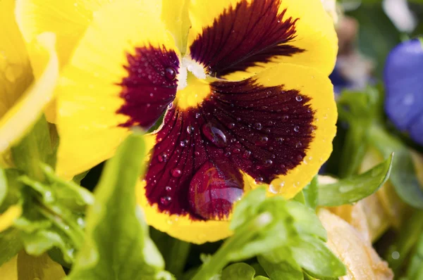 Gelbe Blüte — Stockfoto