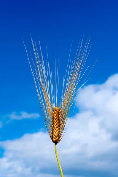 Wheat and sky — Stock Photo, Image