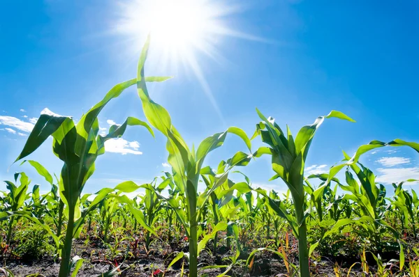 Corn and sun — Stock Photo, Image