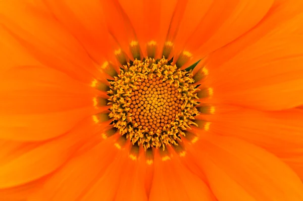 Pollen in the flower — Stock Photo, Image