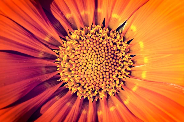Abstrakt blomma — Stockfoto