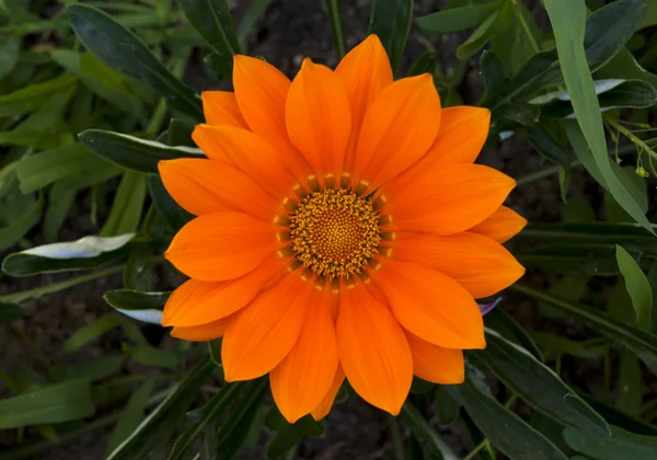 Orange flower — Stock Photo, Image