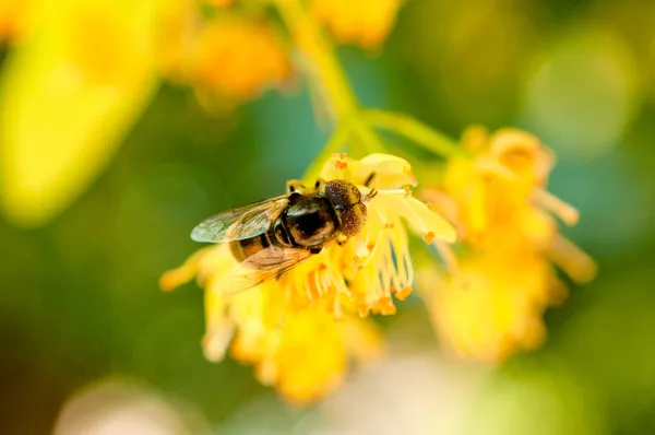 Bee and pollen — Stockfoto