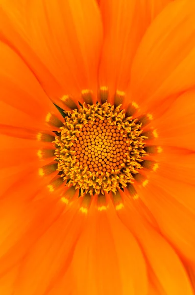 Pollen i blomma — Stockfoto