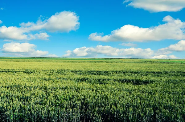 Young wheat — Stock Photo, Image