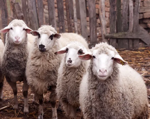 Грязная овца — стоковое фото