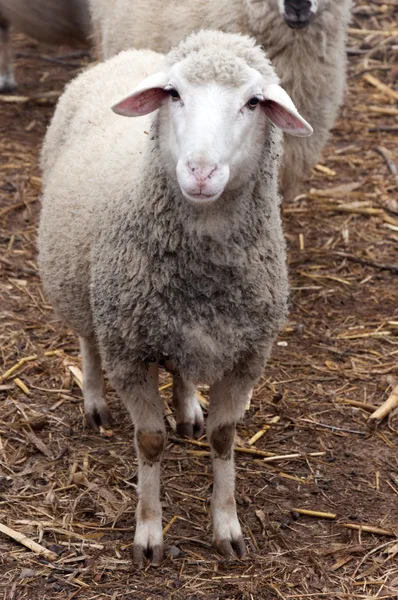 Enkele schapen — Stockfoto