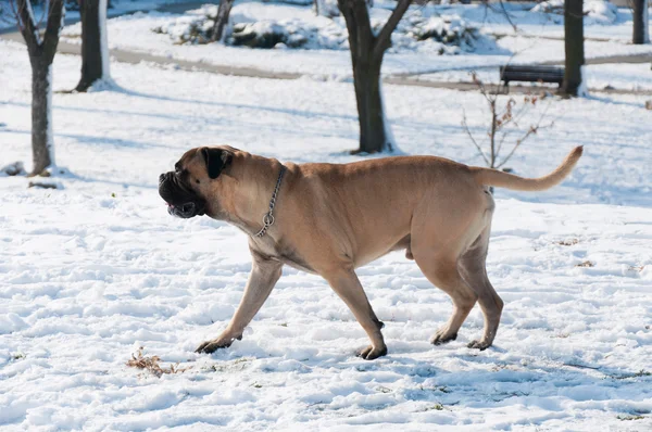 Löpande hund — Stockfoto