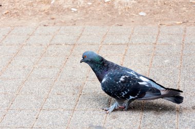 Single pigeon