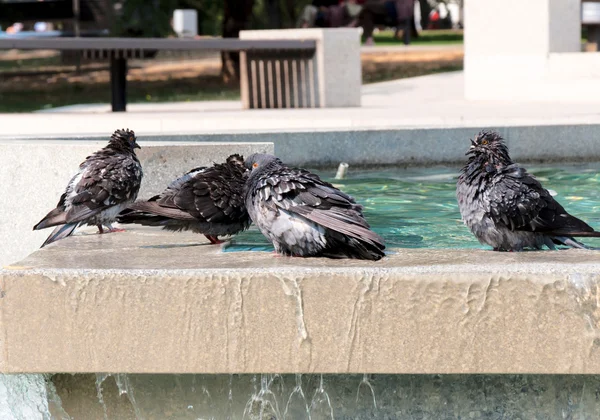 Мокрые голуби — стоковое фото