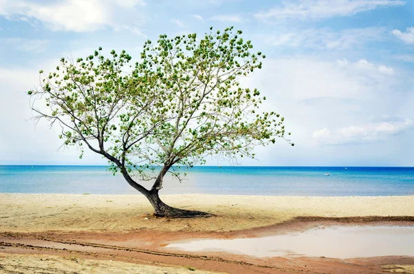 在海滩上树 — 图库照片