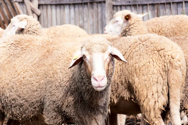 Angry sheep — Stock Photo, Image