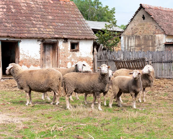 Група овець — стокове фото