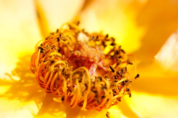 Pollen i blomma — Stockfoto