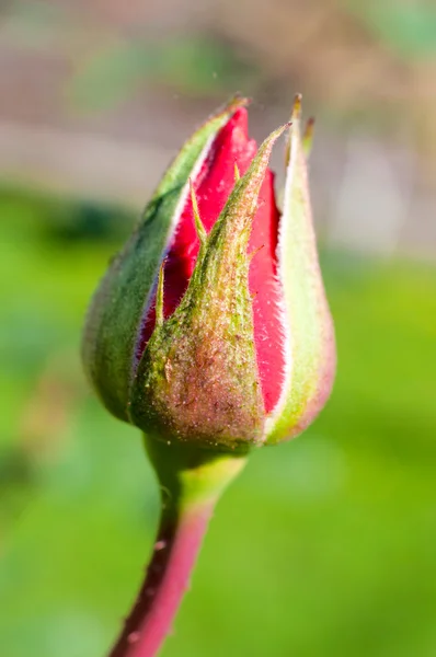 Germoglio di rosa — Foto Stock