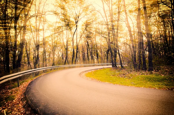 Weg in het bos — Stockfoto