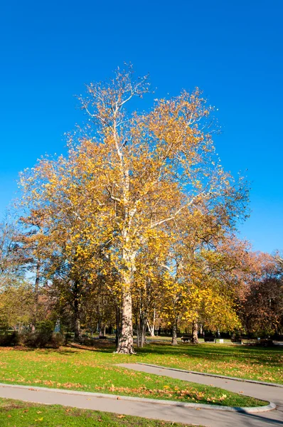 Gele boom — Stockfoto