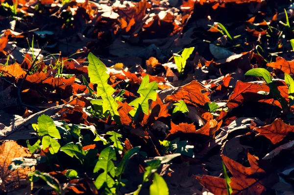 緑を葉します。 — ストック写真