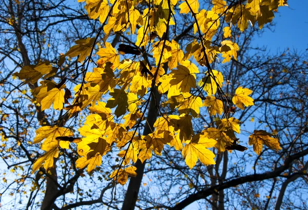 黄色を葉します。 — ストック写真