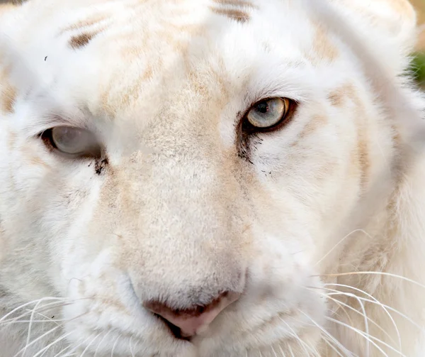 Ojo de tigre —  Fotos de Stock