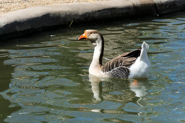 Swimming duck — Stock Photo, Image