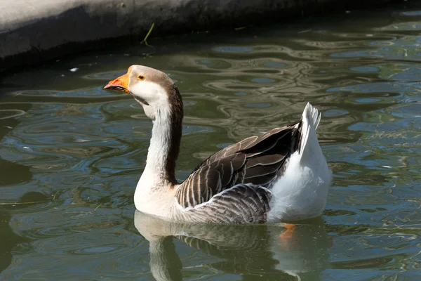 Swimming duck — Stock Photo, Image