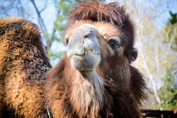 Portrait of a camel — Stock Photo, Image