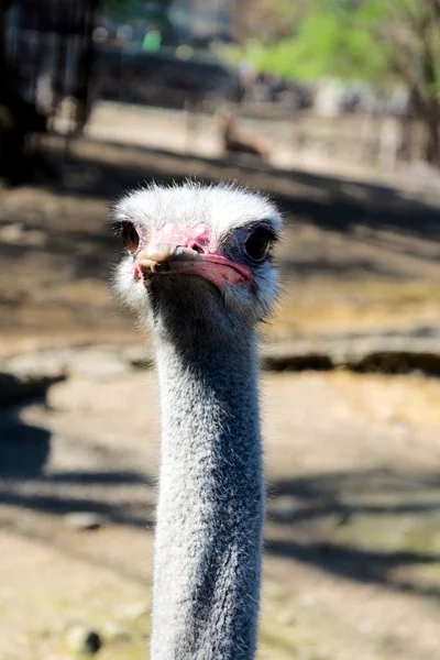 Head of ostrich — Stock Photo, Image