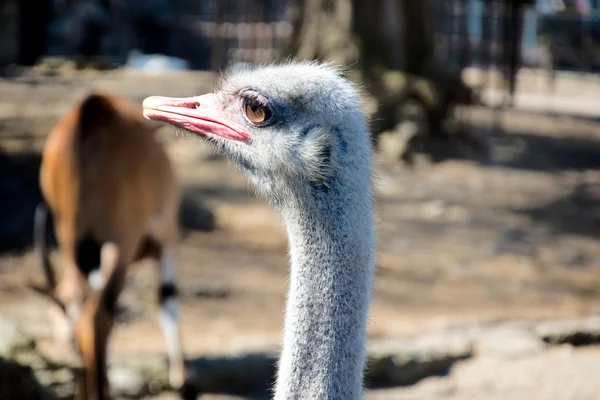 ダチョウのプロファイル — ストック写真