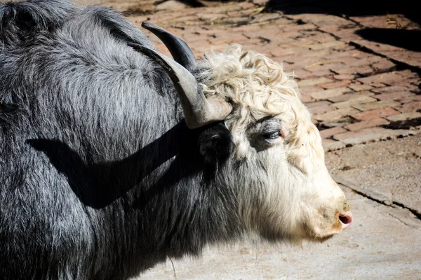 スコットランドの牛 — ストック写真