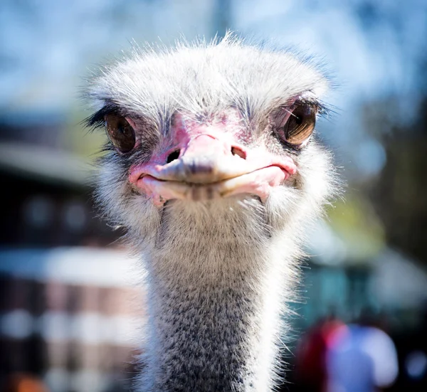 Female ostrich — Stock Photo, Image