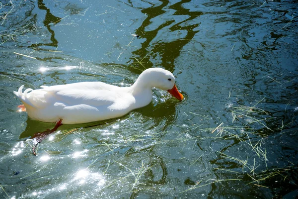 白い雌鴨 — ストック写真
