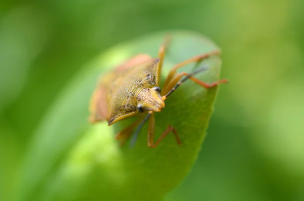 Cabeça de inseto — Fotografia de Stock