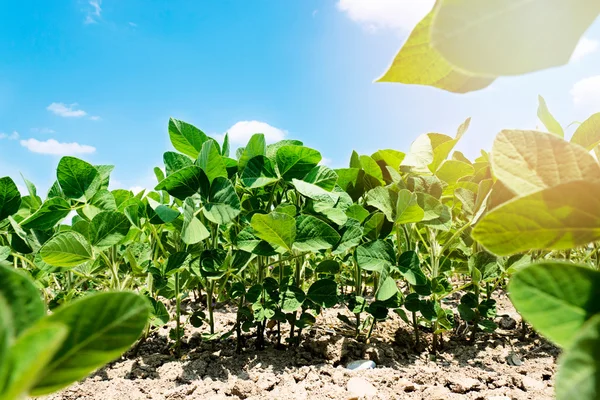 Soybean field